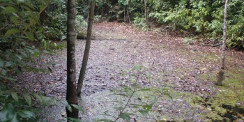 Sítio Tailândia-Pará