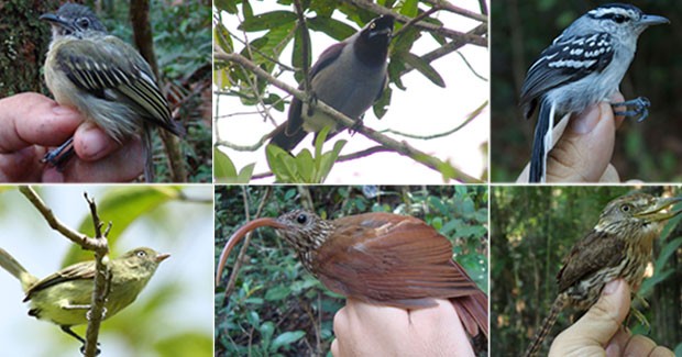 novas-aves-descobertas