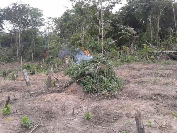 Policiais cortaram e queimaram sete mil pés de maconha em Concórdia do Pará. (Foto: Ascom/Polícia Civil)