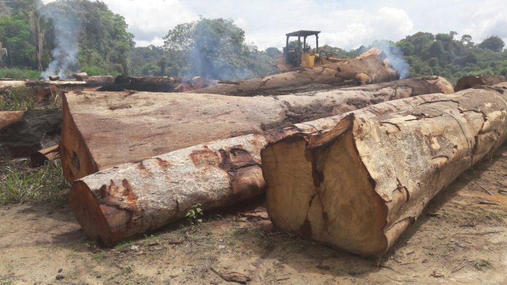 Foto; Divulgação Ibama