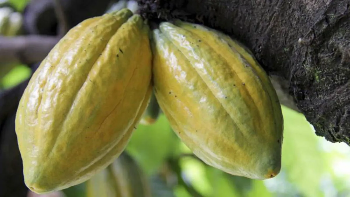 Robson Brogni também concorre na próxima quinta-feira à premiação